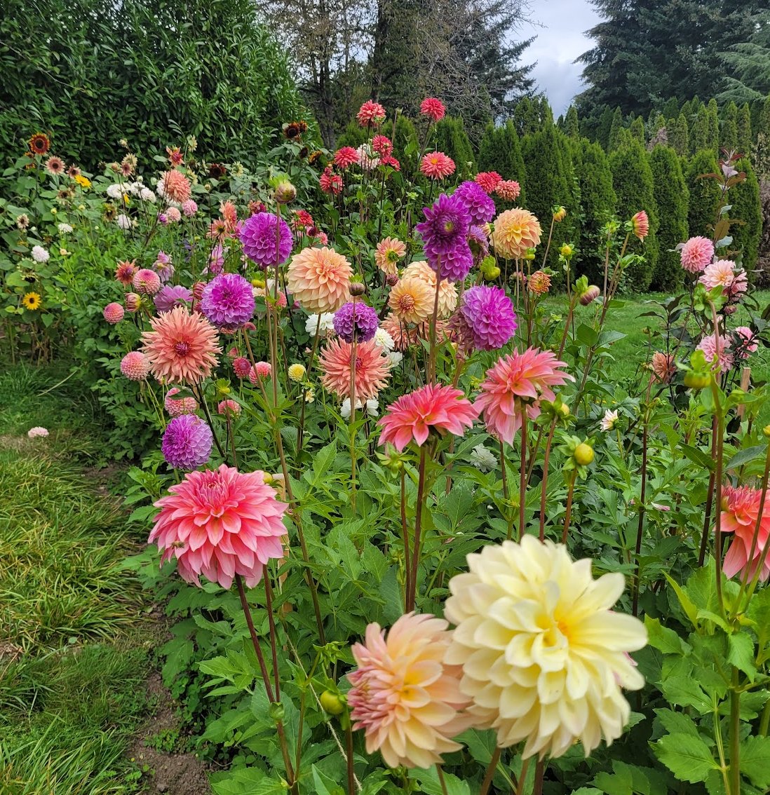 Coming Soon -> Dahlia Tubers